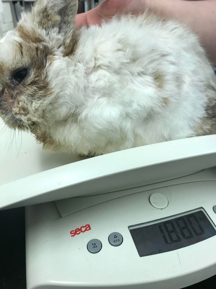 One of the many rabbits that were found with dirty and matted fur