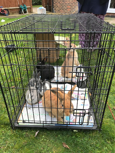 These rabbits in Kent were found inside a cardboard box and a cage on New Year's Day without food or water