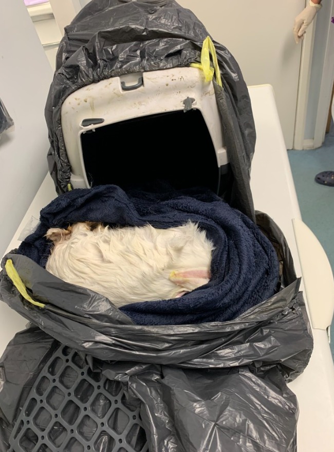 This rabbit was found in a cage that was chucked into a pond in Bracknell