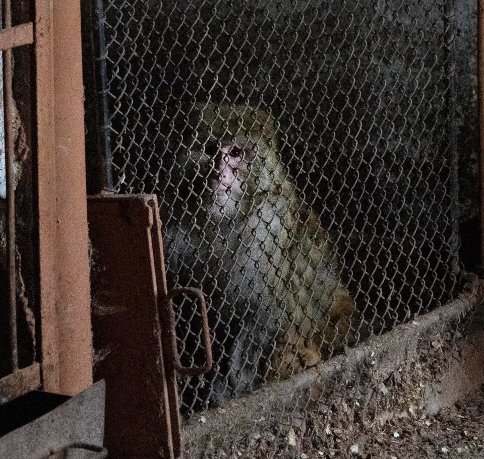 Monkeys left in the dark