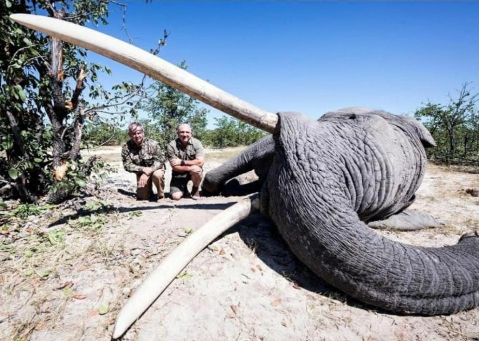 A friendless bastard with an incredibly small penis went to Botswana this week and shot the country's biggest elephant
