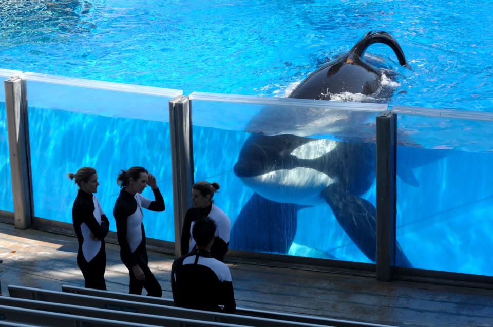 Tilikum killed three times before he died in 2017