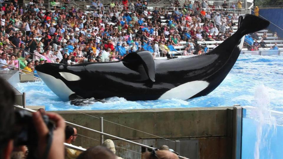 Tilikum was captured and kept in captivity from the age of two