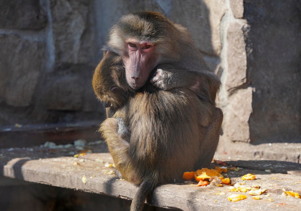 Even the 90 monkeys in an enclosure have stopped their playful cries