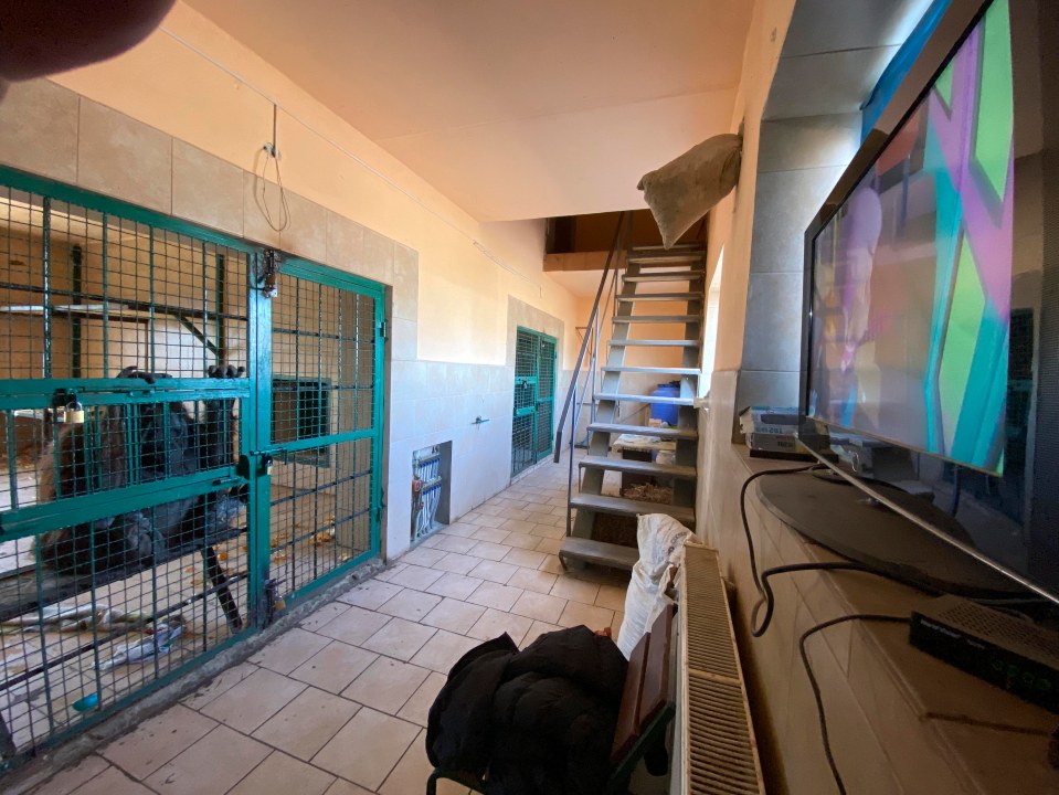 Keepers have given Krava TV so he can hear children’s laughter
