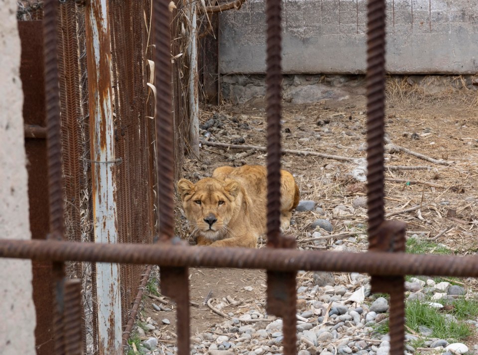 The animals are left in appalling conditions