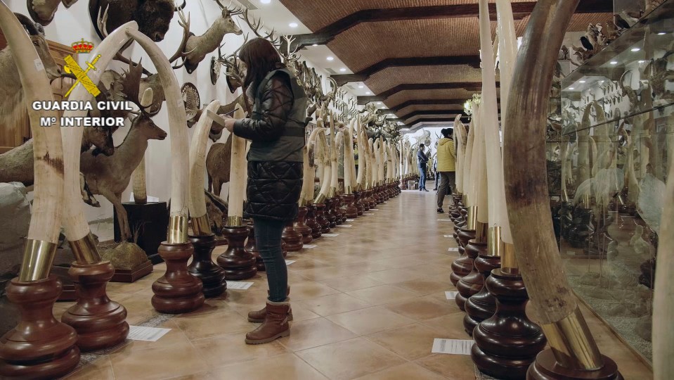 The haul included tigers, lions, leopards and an extinct oryx