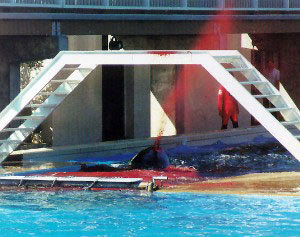 Picture allegedly showing Kandu's death published by the Ocean Preservation Society and The Orca Project