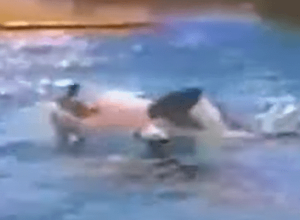The two killer whales continually slammed into trainer Jonathan Smith
