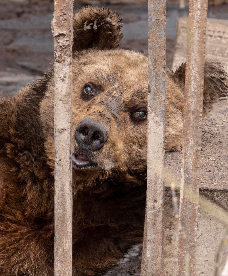 Nelson, who is blind, has been stuck in a cage for 30 years