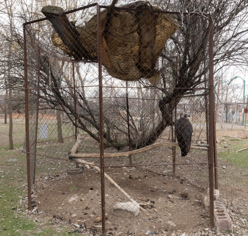 Birds barely have enough space to spread their wings