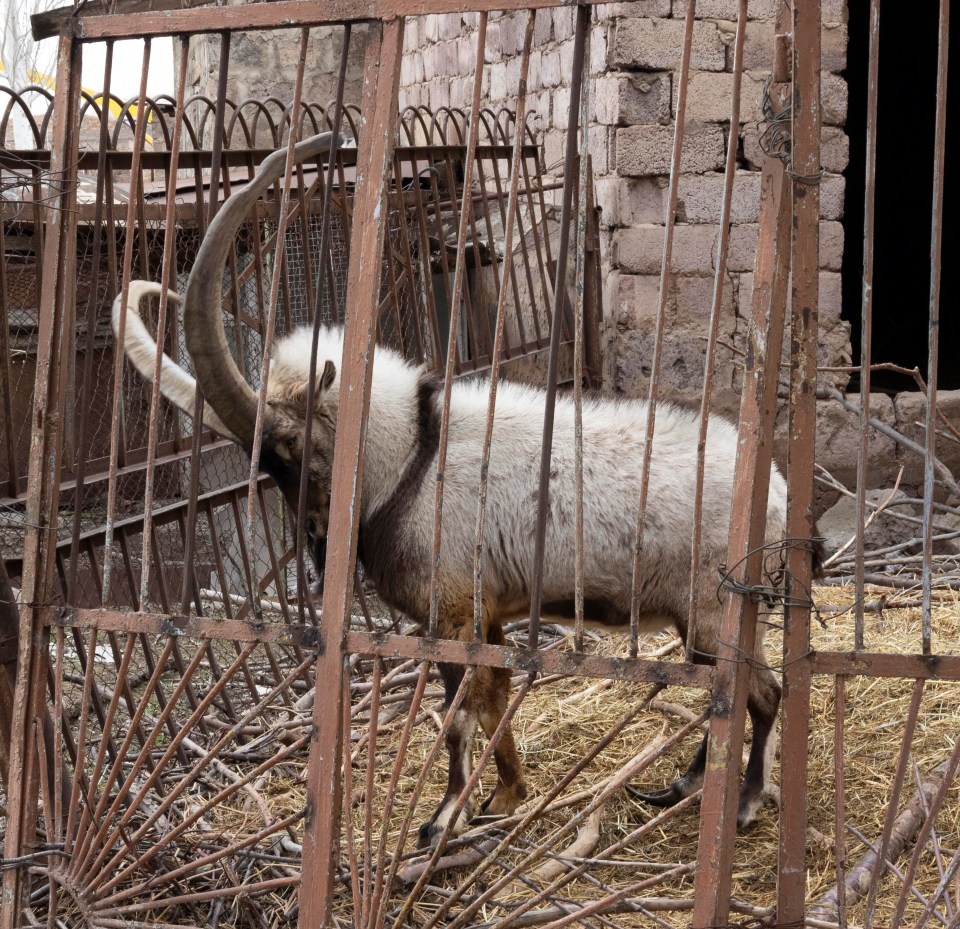 One distressed goat constantly charges at the bars of his cage