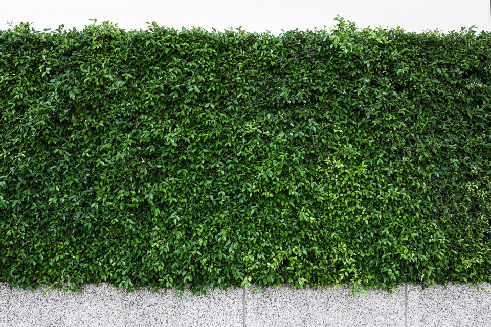 A woman complained about her neighbour's hedge - and the council sent them her letter by mistake