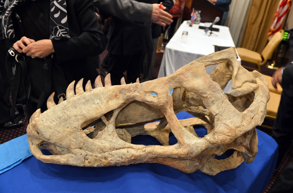 Part of the 70 million-year-old Tyrannosaurus Bataar skeleton that had to be repatriated to Mongolia