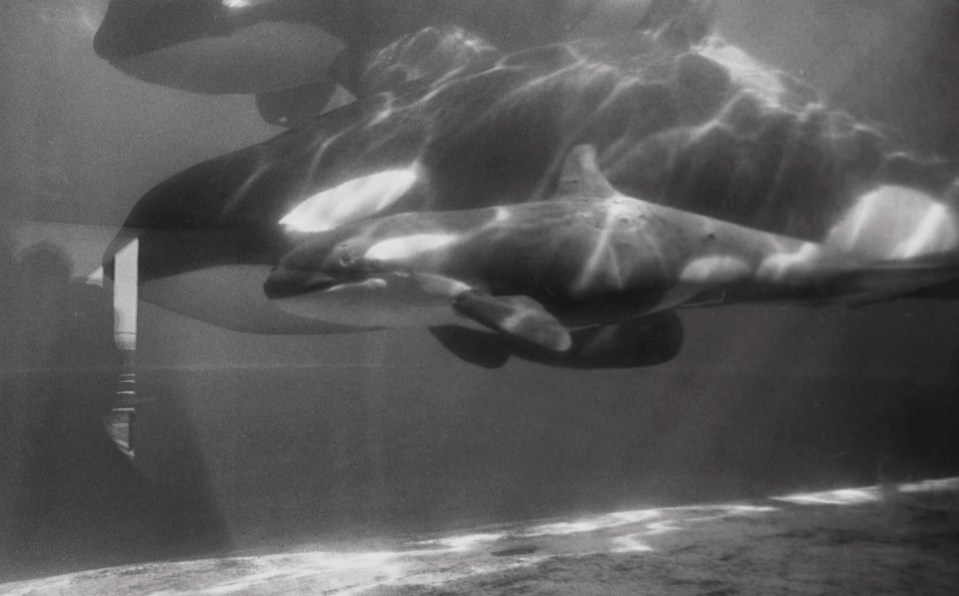Corky with her first calf who was the first killer whale to be bred in captivity - the baby would only survive 11 days