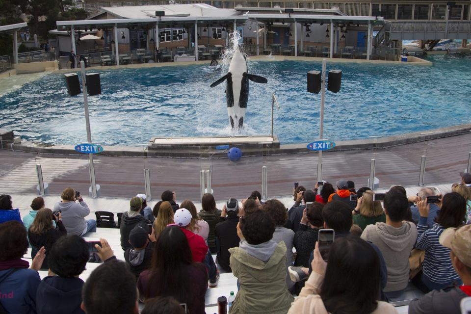 Corky performing during SeaWorld’s Killer Whale educational presentation in 2017