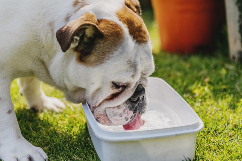 A pet owner has given five top tips to keep dogs cool in the heatwave