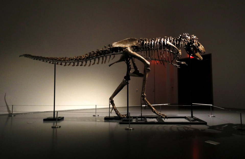 The gorgosaurus, which is 10ft tall and 22ft long, was discovered in the Judith River Formation of Montana, US