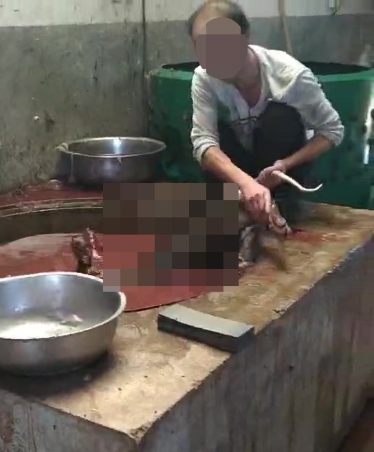 A magistrate ruled to close the slaughterhouse, which was compared to 'a hell hole'