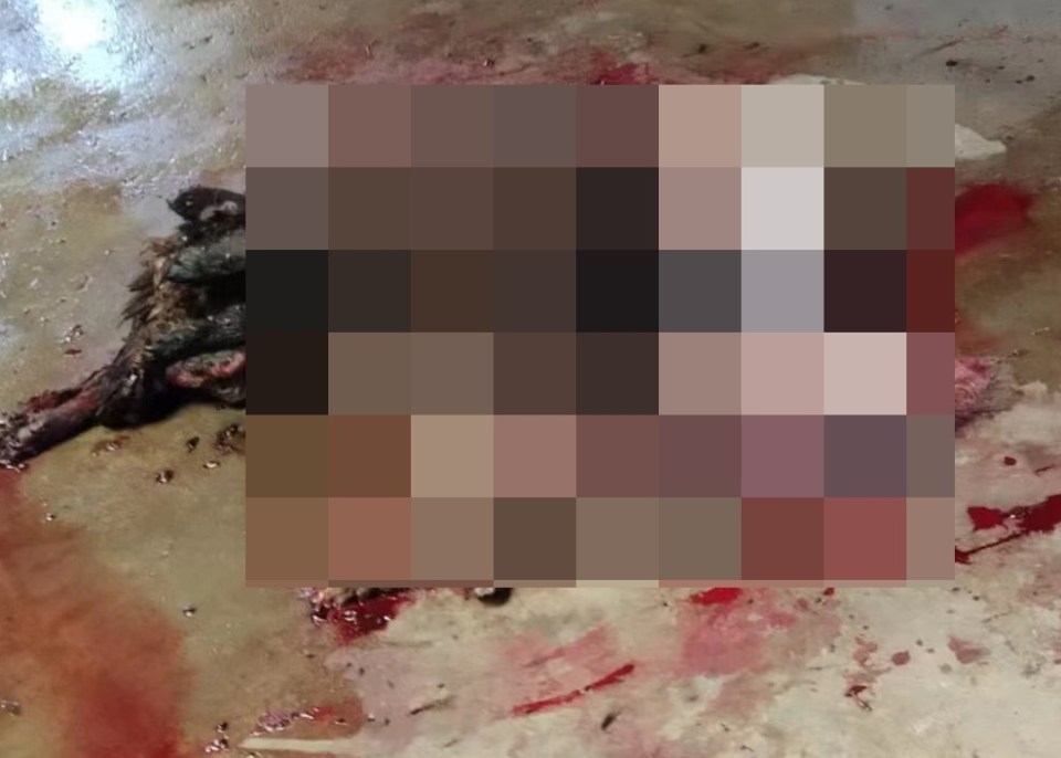 Thousands of stray pets are rounded up and strangled, drowned or burned alive