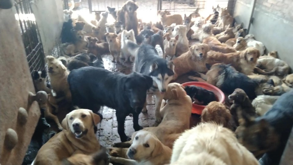 More than 200 terrified dogs were found in four cramped cages
