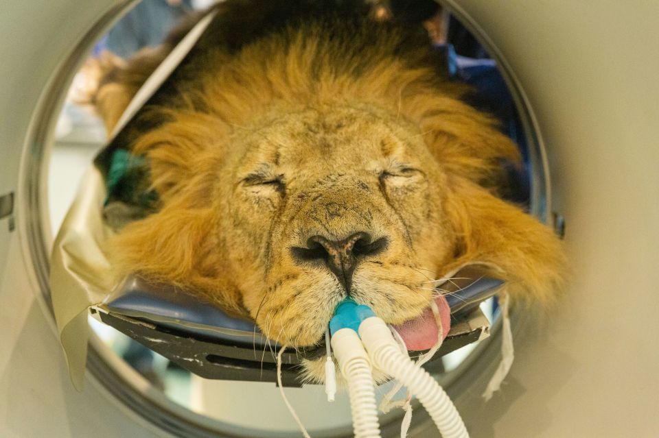 The vet said she wanted to rule out any 'tumour' on Bhanu