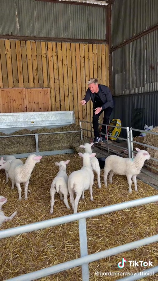 Gordon causes outrage by climbing into a lamb pen saying: 'I’m going to eat you! Yum, which one’s going in the oven first?'
