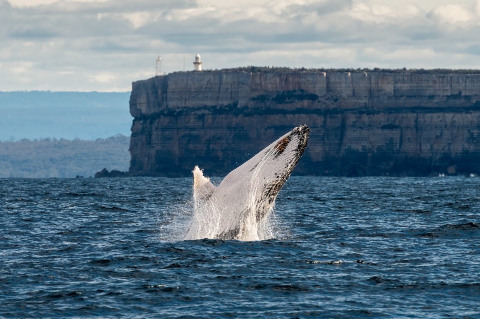 A humpback whale enjoying the waters of Jervis Bay