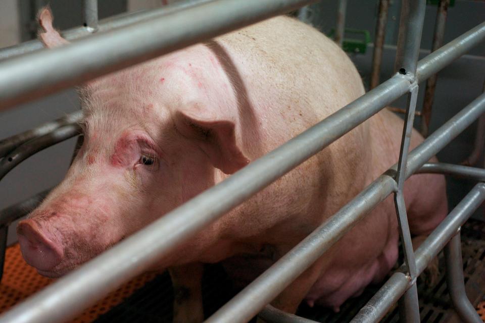 The complex is set to hold up to 650,000 animals