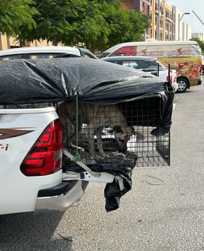 A British charity has warned pets are being snatched off the streets in Qatar