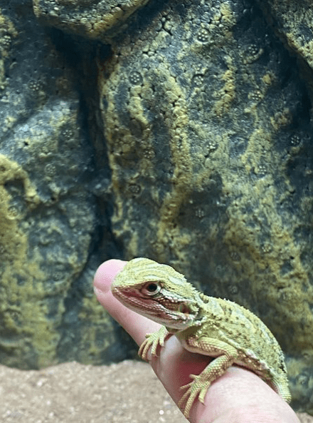 He previously called his pet iguana the "coolest guy" of 2021.