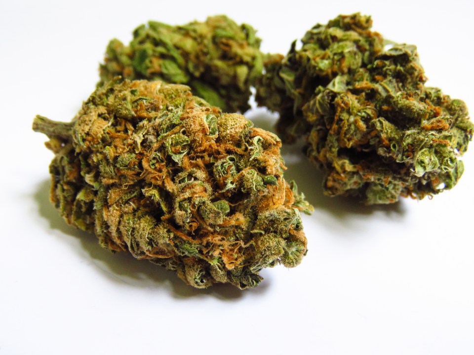 Hops come from the same botanical family as cannabis
