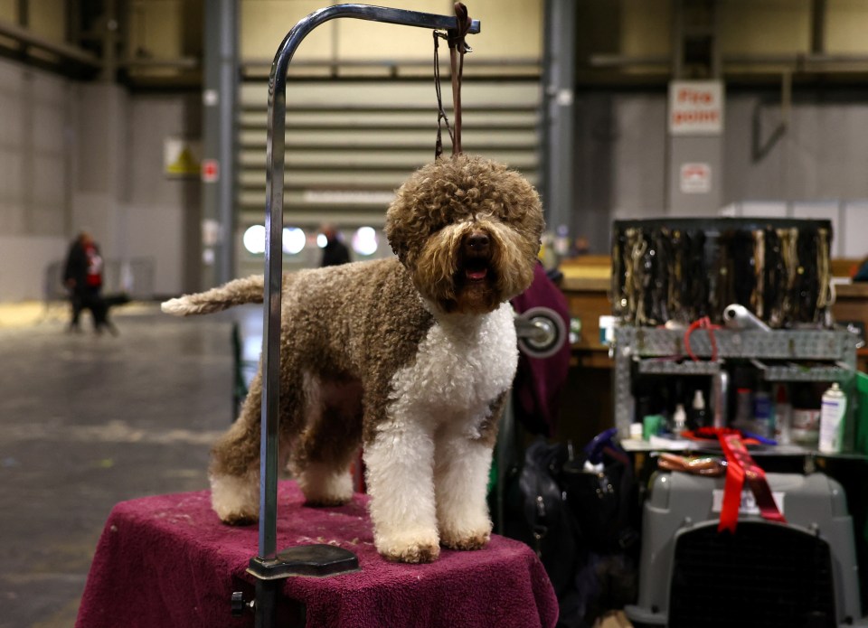 Lagotto Romagnolo dog at a dog show.