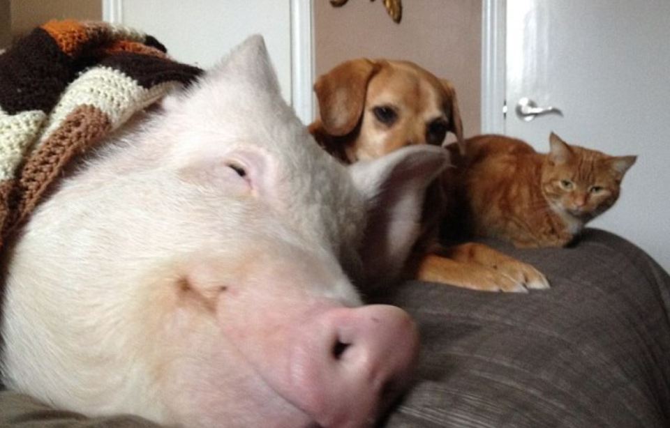 The couple say they couldn't give up their beloved pig