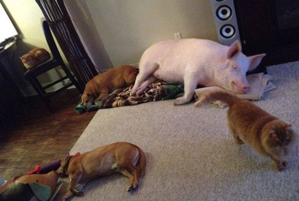 The couple raised the pig along with their other pets