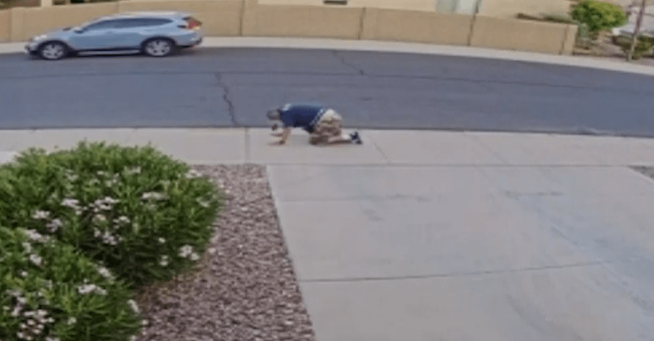CCTV footage shows the 60-year-old trying to escape the swarm on his hands and knees