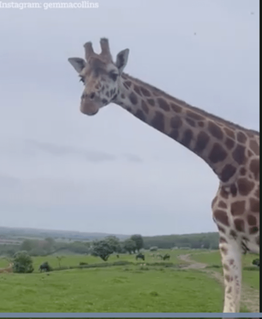 Gemma was in her element at the safari park in Kent