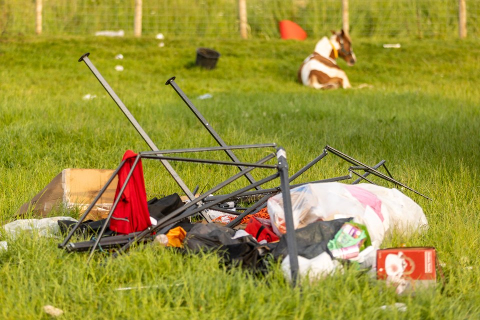 A foal can be seen lying in the grass in one image, behind a broken canopy and abandoned plastic bags