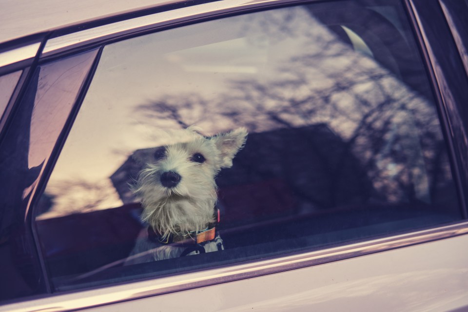  Dogs should never be left inside a car, even if a window is open