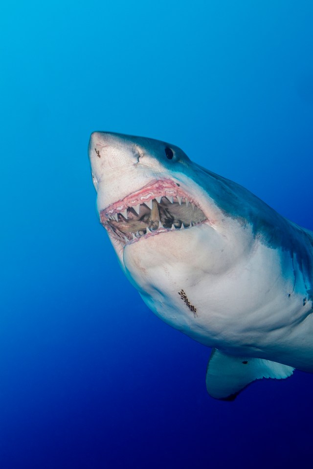 Great whites are responsible for the majority of deaths from shark attacks