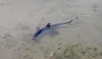 A great blue shark has been spotted off Cornwall