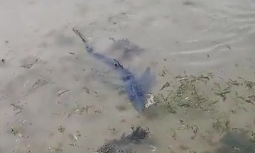 It swam into Newlyn Harbour