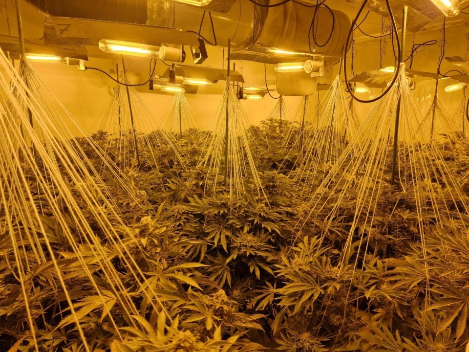 Story from Jam Press (Police Cannabis Raid) Pictured: Officers seized £130m worth of Cannabis across multiple raids at multiple locations. VIDEO: Armed cops smash into house used as cannabis farm as part of op seizing £130million of drug Armed cops smashed their way into a house being used as a cannabis farm - one of 32 raids which led to the seizure of £4.2million worth of the drug. Dramatic body cam footage shows police in riot gear swooping on the modest, mid-terrace house in a dawn raid. They smashed the window in the front door with a crowbar before storming in. A man tried to flee the property in the Blackbird Leys area of Oxford, but he was forced to surrender to the Taser-armed officer. The back downstairs room of the house had plastic sheeting over the door and cannabis plants inside. As the cops went in, they shouted: Police, Police. One yelled to his colleague: Coming out the back. After cornering the suspect, one officer said: Out here now, turn around. After making the arrest, a policeman is heard muttering: Good job, good job at the end of the one minute and six second video. The Thames Valley Police raid was part of the nationwide Operation Mille targeting organised crime groups. Coordinated raids were carried out on more than 1,000 addresses and a total of £130million of the drug was seized across England and Wales. In Thames Valley Polices area - Oxfordshire, Berkshire and Buckinghamshire - a total 8,755 cannabis plants seized, along with packaged weed weighing 28kg and £40,000 of dried cannabis. It had an estimated street value of £4,202,400. Thirty five people arrested across the region concerned in the supply of class B drugs, cultivating cannabis and money laundering. Fifty electronic devices including mobile phones, laptops and a CCTV system and £5,870 in cash were also seized during the June raids. Chi Supt Jim Weems, of Thames Valley Police said: Cannabis factories are a very real local t