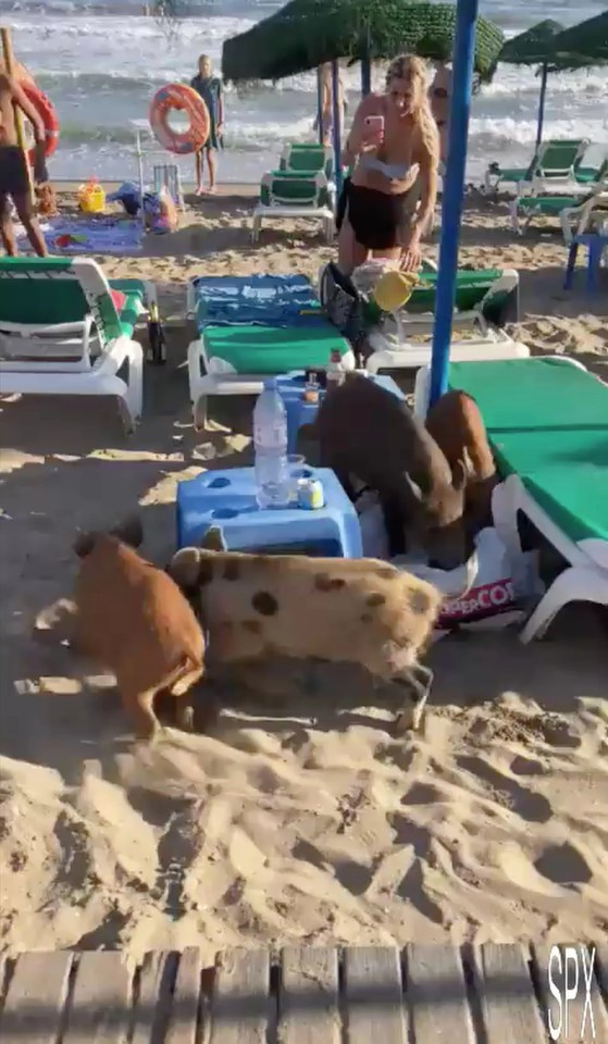 Shocking footage showed beachgoers facing off with boars on a popular beach in Marbella