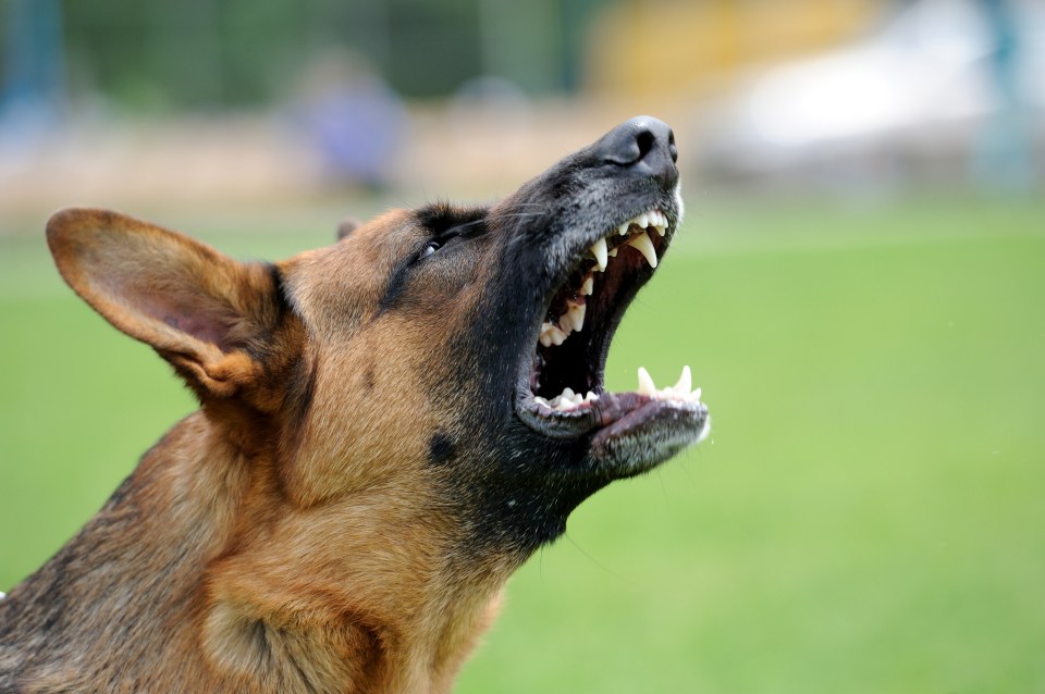 Her friend's daughter was savaged by a hound (stock pic)