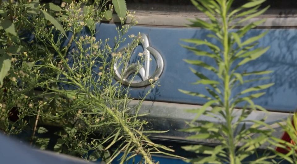 Some cars have sat there for so long that plants are sprouting from their trunks