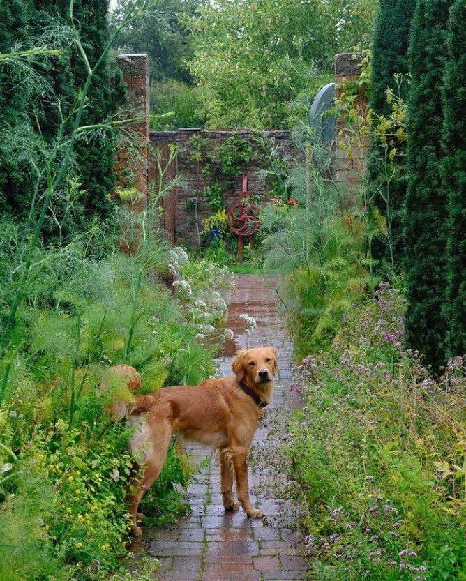 Monty and Sarah have three dogs in their Herefordshire home