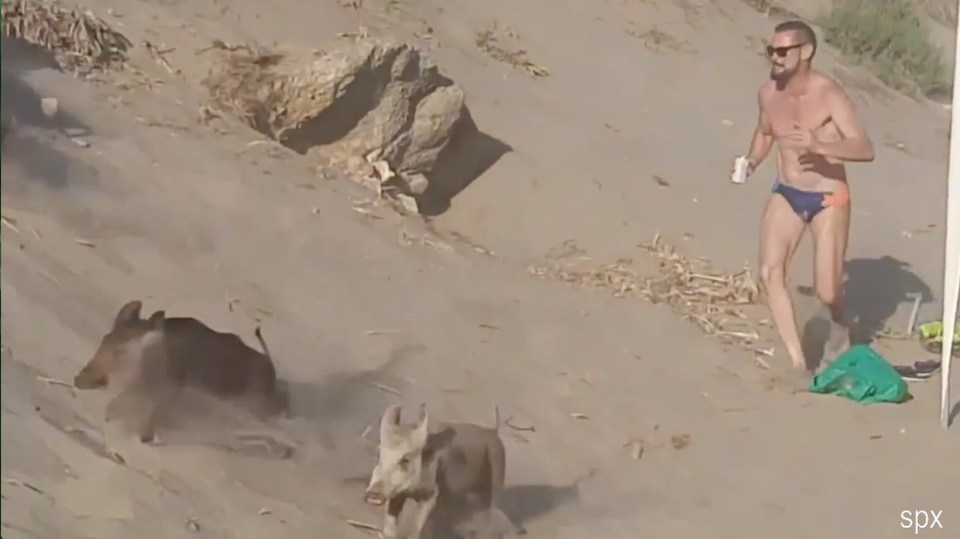 One brave tourist took the fight to the boars and momentarily scared them off