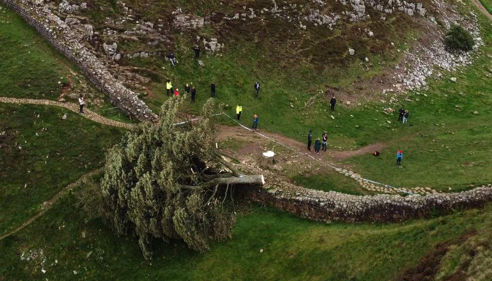 An aerial view shows the felled Sycamore Gap tree, along Hadrian's Wall, near Hexham, northern England on September 28, 2023. One of the UK's most photographed trees, located next to the Roman-era Hadrian's Wall in northeast England, has been "deliberately felled," the authority responsible for the local National Park said on September 28, 2023. Local police said that a teenager had been arrested in connection with the incident. (Photo by Oli SCARFF / AFP) (Photo by OLI SCARFF/AFP via Getty Images)