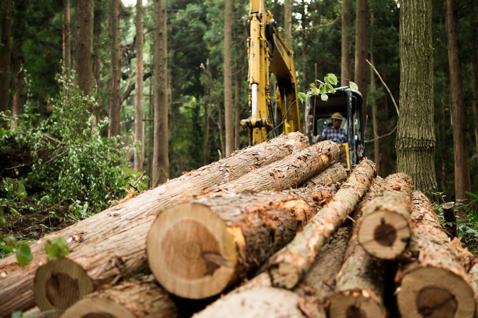 Aligned logs.